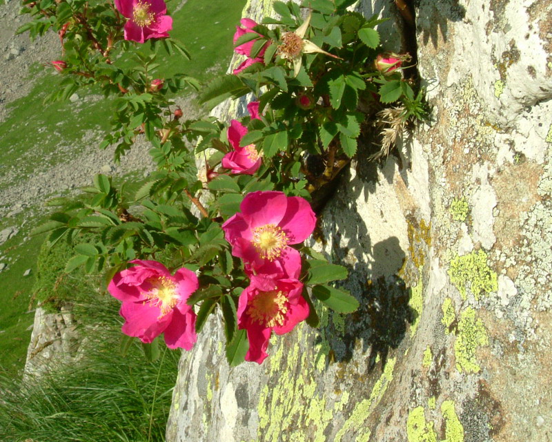 Rosa pendulina / Rosa alpina